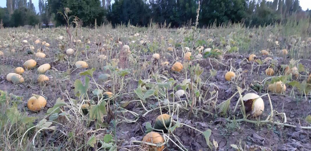 Çavdarhisar Ağarı Köyü Resimleri 7