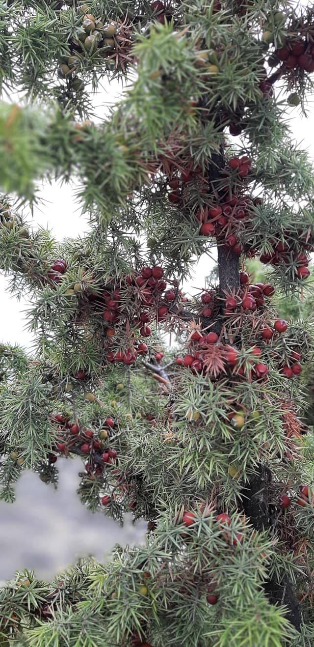 Çavdarhisar Ağarı Köyü Resimleri 8