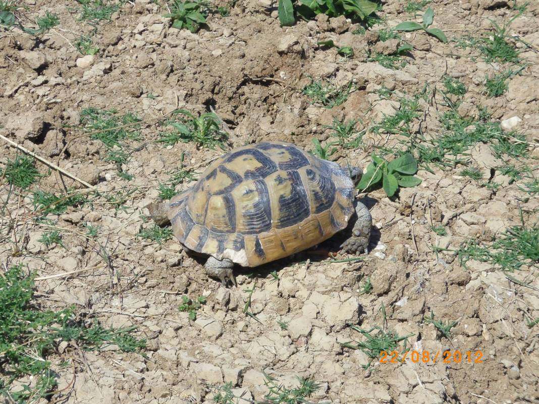 Çavdarhisar Akpınar Köyü Resimleri 6