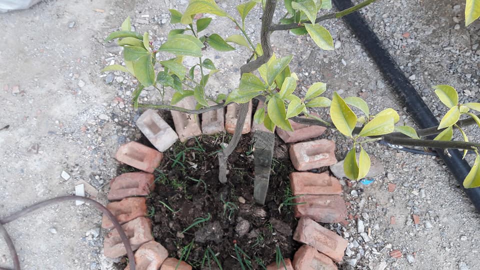 Akhisar Hasköy Köyü Resimleri 10