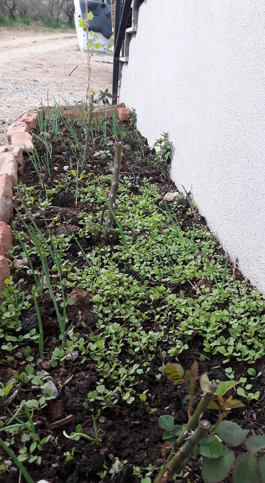 Akhisar Hasköy Köyü Resimleri 11