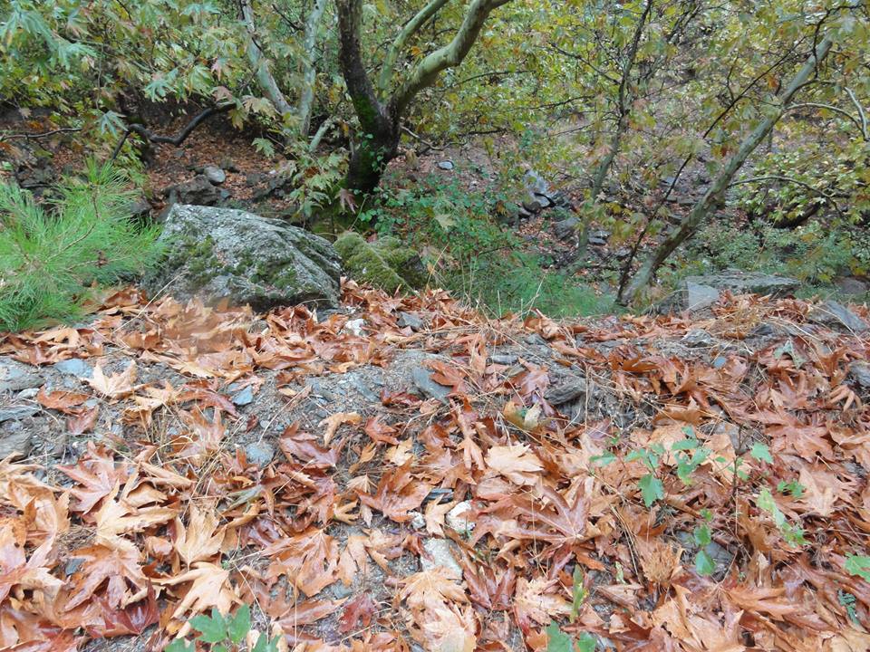 Akhisar Hasköy Köyü Resimleri 15