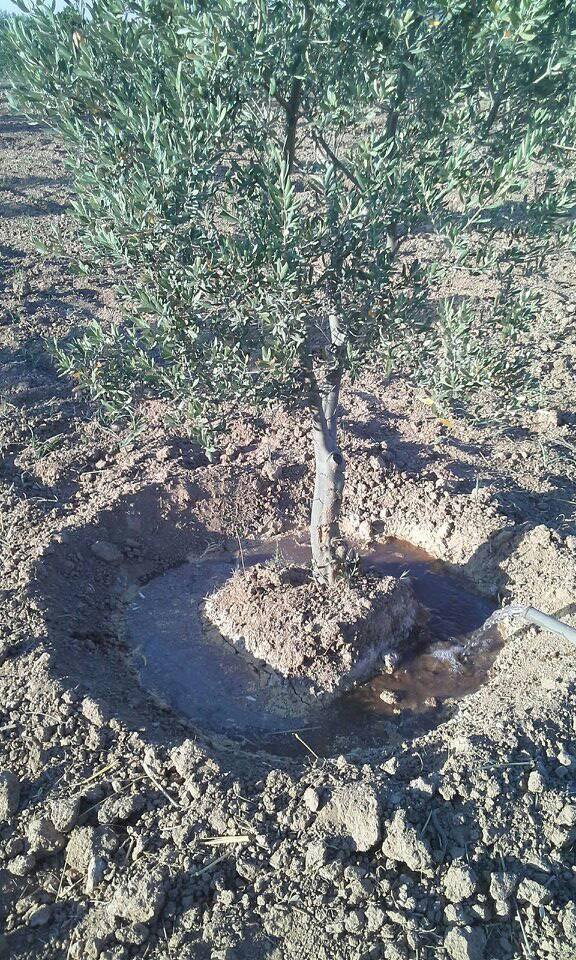 Akhisar Hasköy Köyü Resimleri 16