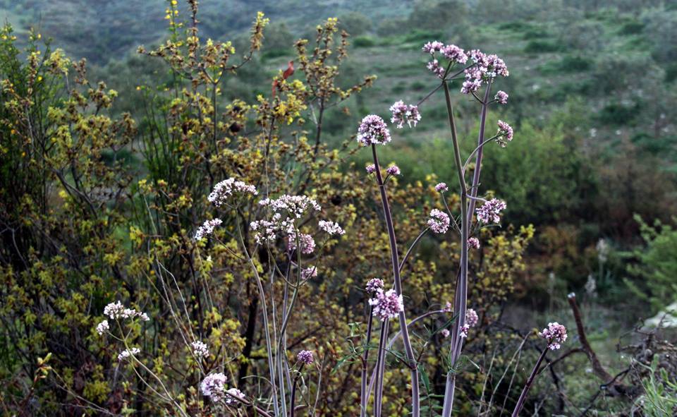 Akhisar Hasköy Köyü Resimleri 4