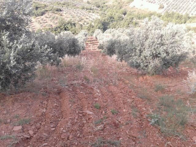 Akhisar Hasköy Köyü Resimleri 6