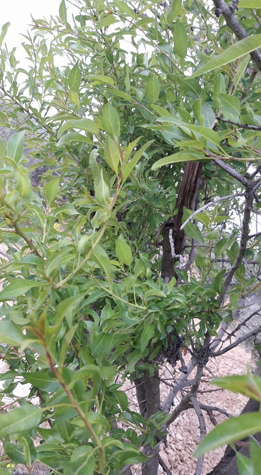 Akhisar Hasköy Köyü Resimleri 9