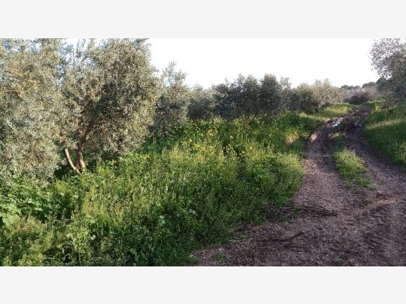 Akhisar Işıkköy  Köyü Resimleri 3