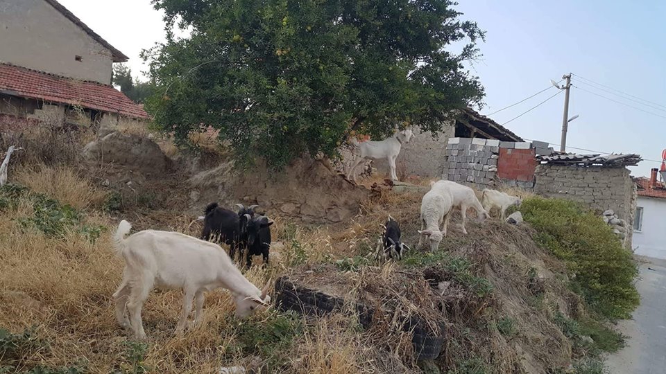Akhisar Işıkköy  Köyü Resimleri 5