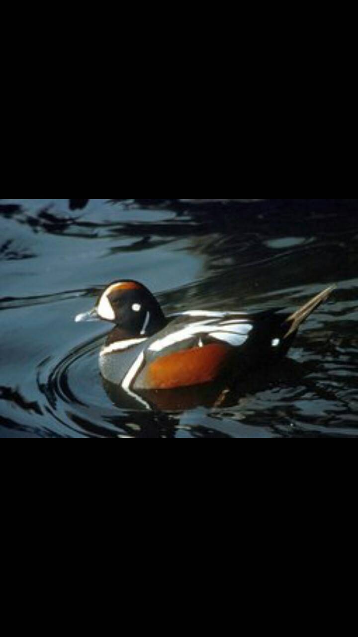 Arguvan Morhamam Köyü Resimleri 5