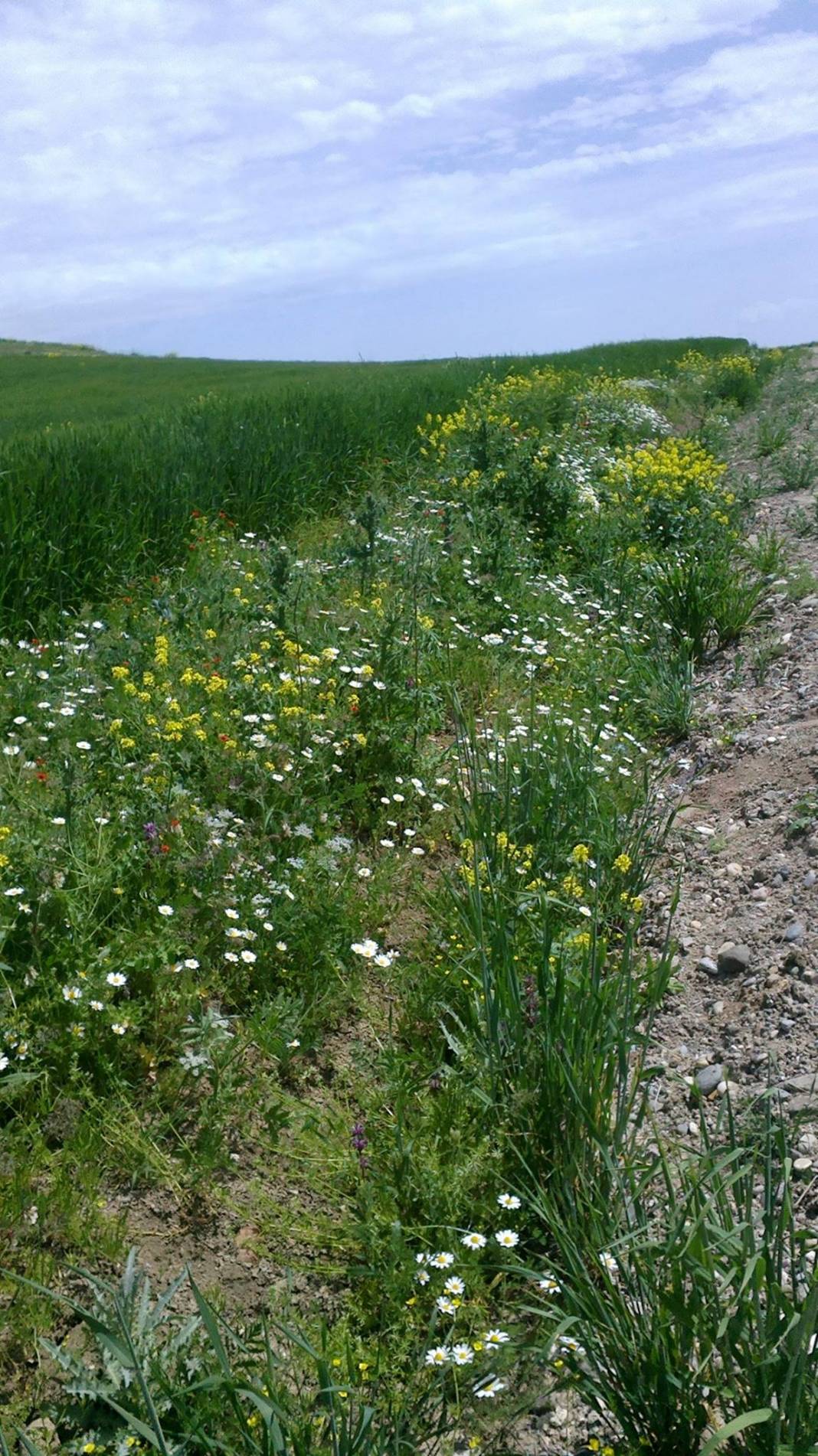 Arguvan Tarlacık Köyü Resimleri 2