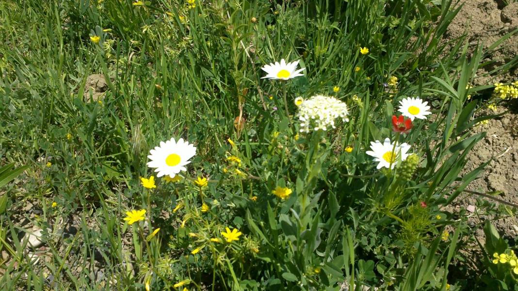 Arguvan Tarlacık Köyü Resimleri 3