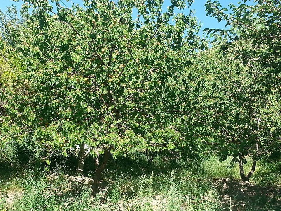 Arguvan Yamaç Köyü Resimleri 5