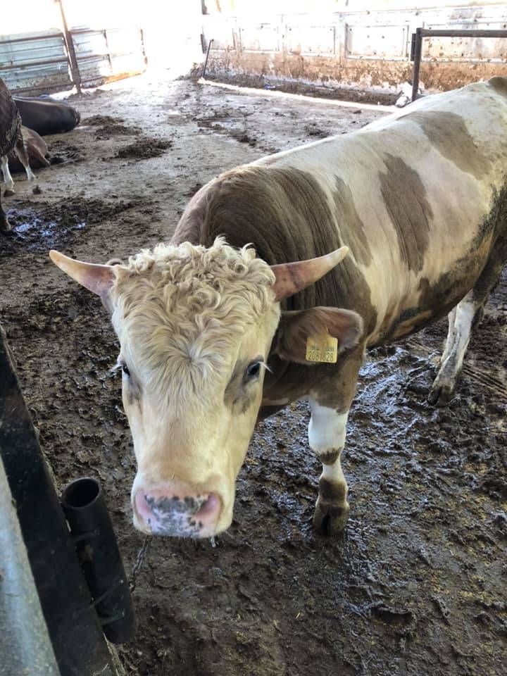 Battalgazi Adagören Köyü Resimleri 10