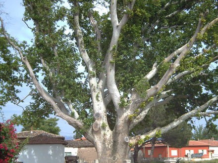 Akhisar Kadıdağı  Köyü Resimleri 2