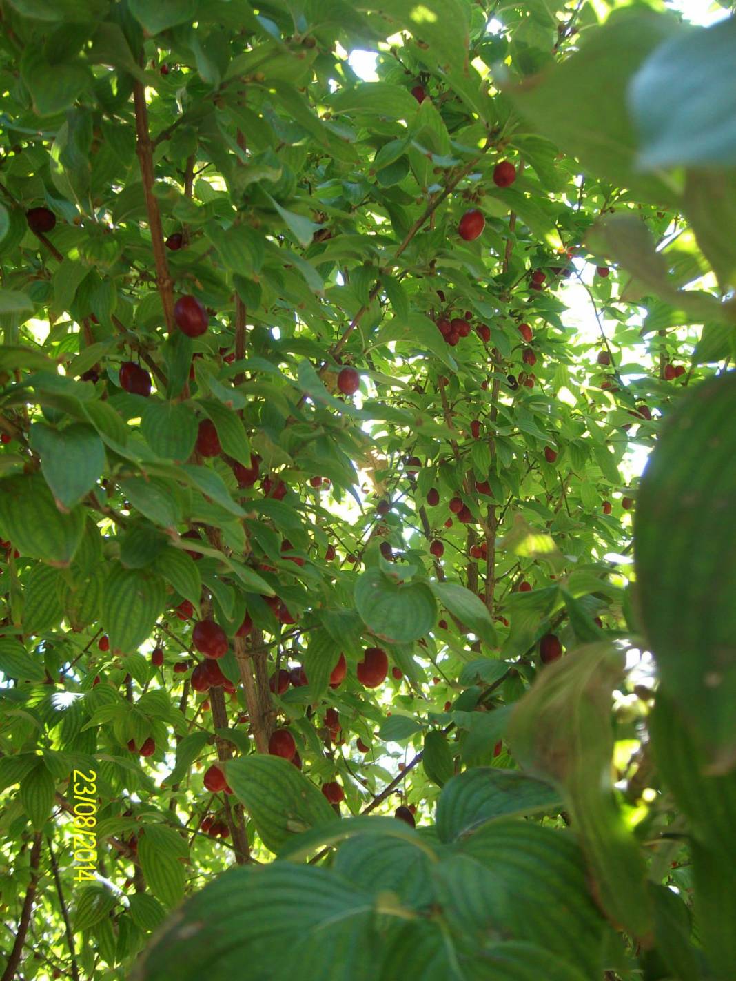Çavdarhisar İlçikören Köyü Resimleri 10