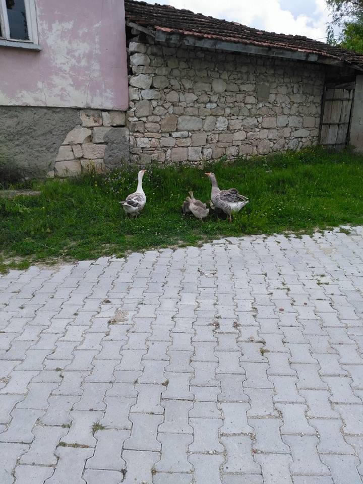 Çavdarhisar İlçikören Köyü Resimleri 19