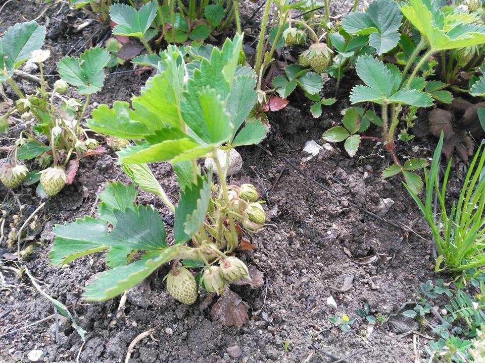 Çavdarhisar İlçikören Köyü Resimleri 24