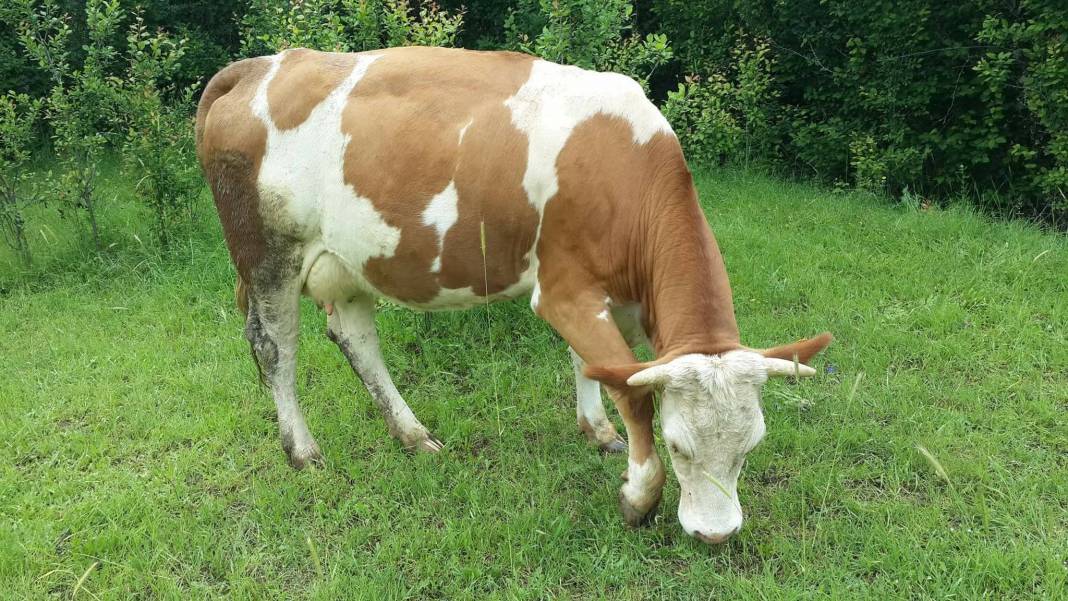 Çavdarhisar Yeşildere Köyü Resimleri 3