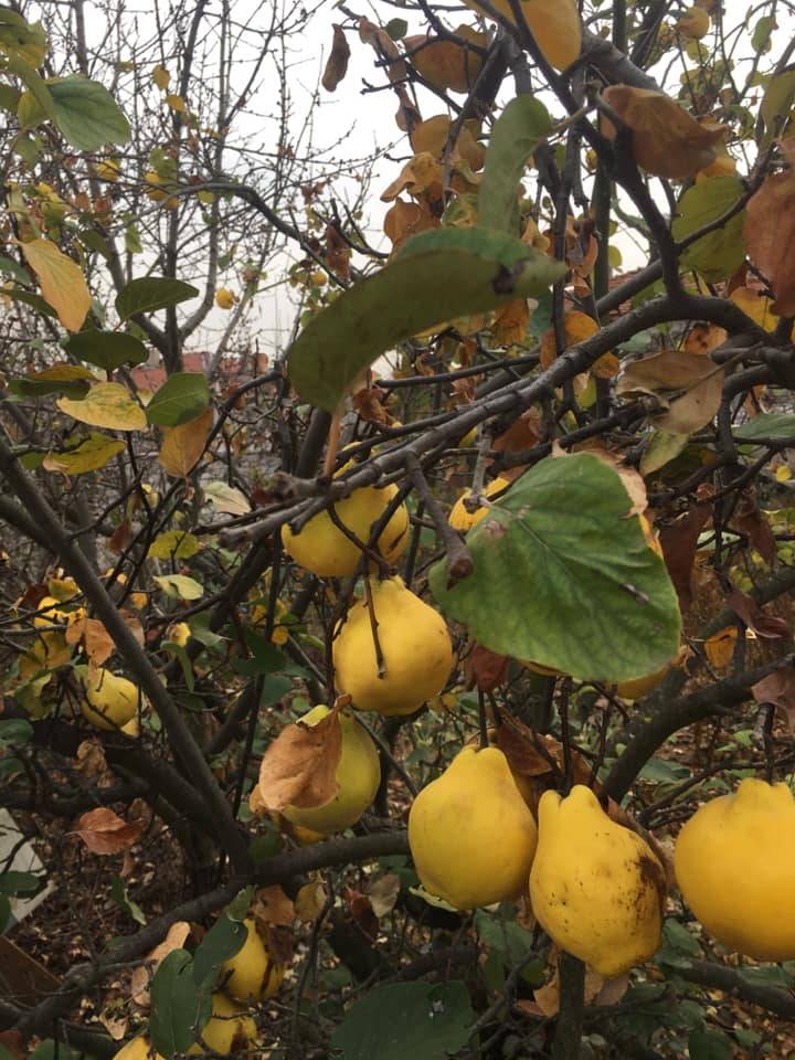 Domaniç Böçen Köyü Resimleri 1