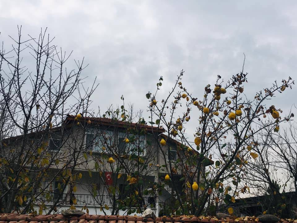 Domaniç Böçen Köyü Resimleri 10