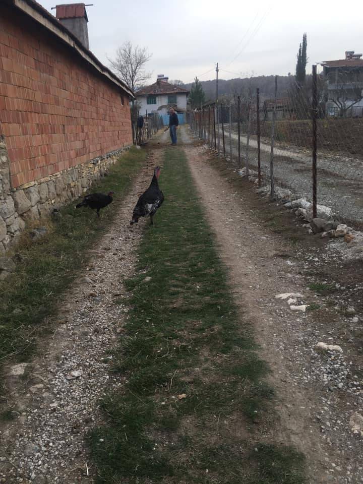 Domaniç Böçen Köyü Resimleri 20