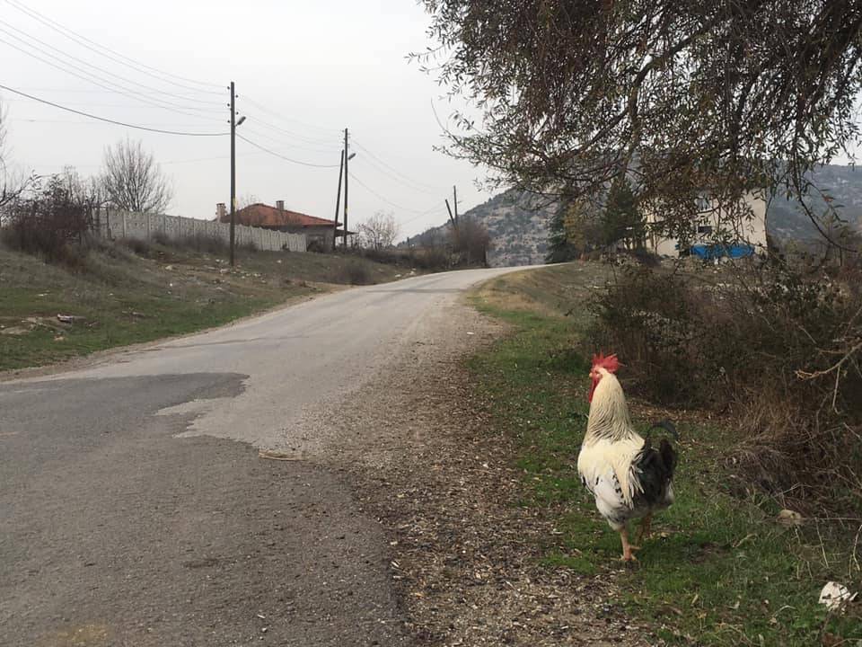 Domaniç Böçen Köyü Resimleri 8