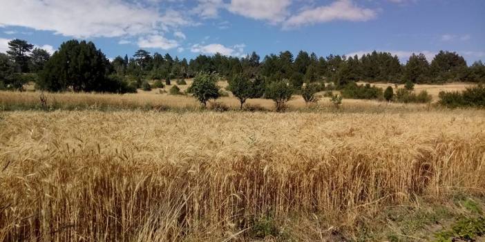 Domaniç Çamlıca Köyü Resimleri