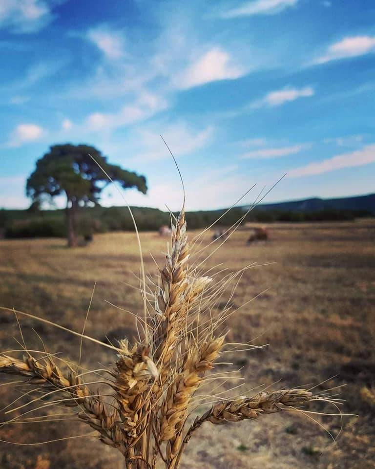 Domaniç Çokköy Köyü Resimleri 1