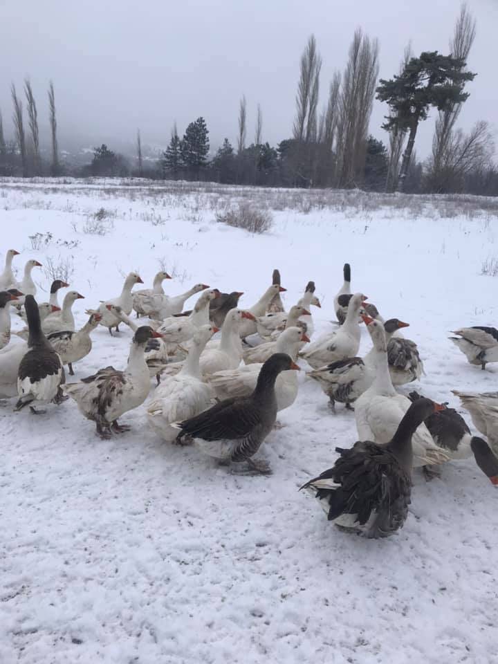 Domaniç Durabey Köyü Resimleri 1