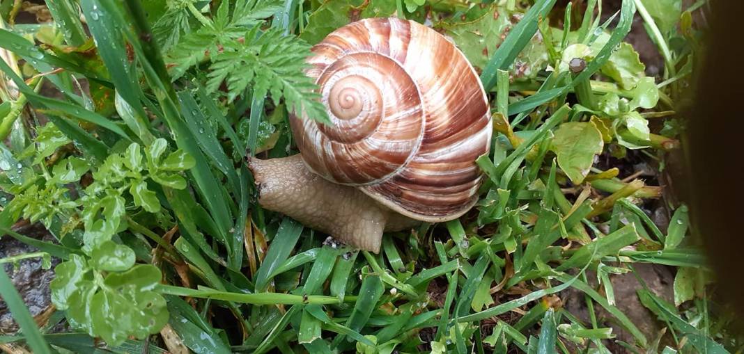 Domaniç Fındıcak Köyü Resimleri 3