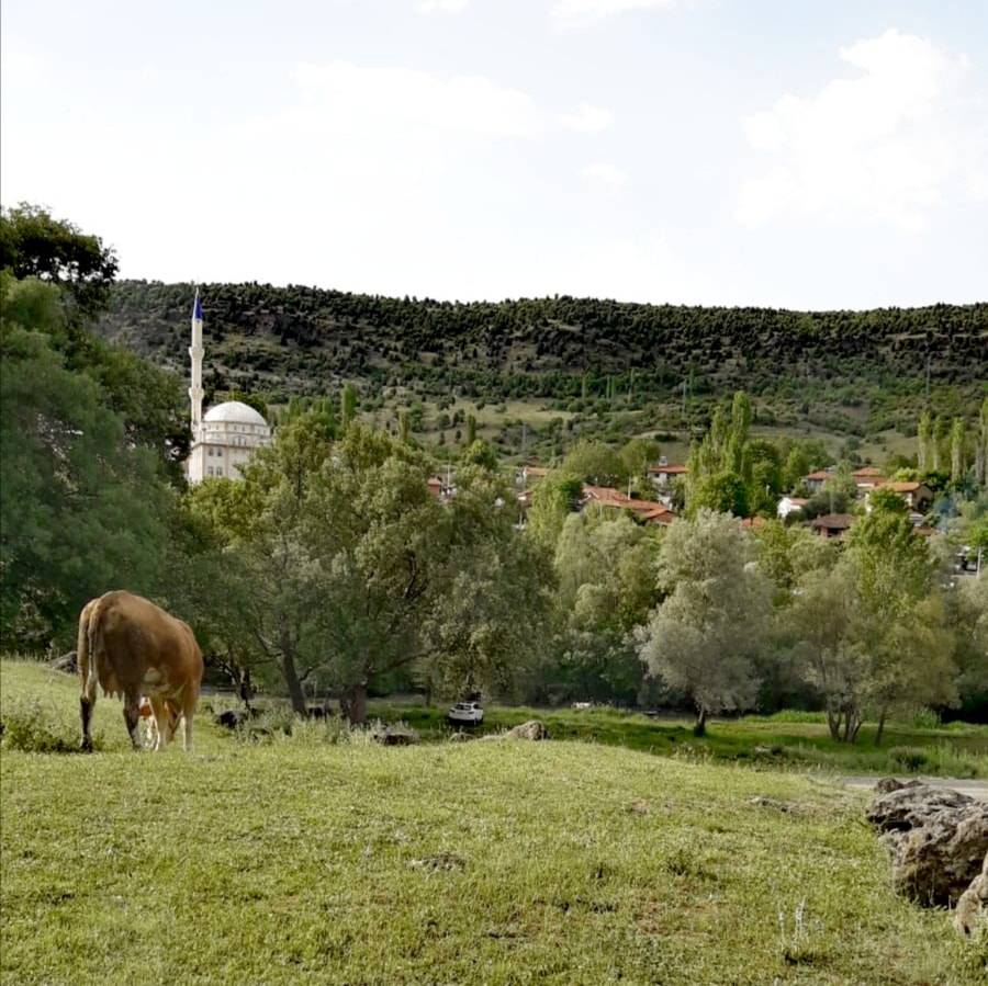 Domaniç Güney Köyü Resimleri 7