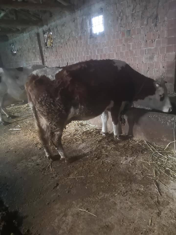 Battalgazi Alişar Köyü Resimleri 7