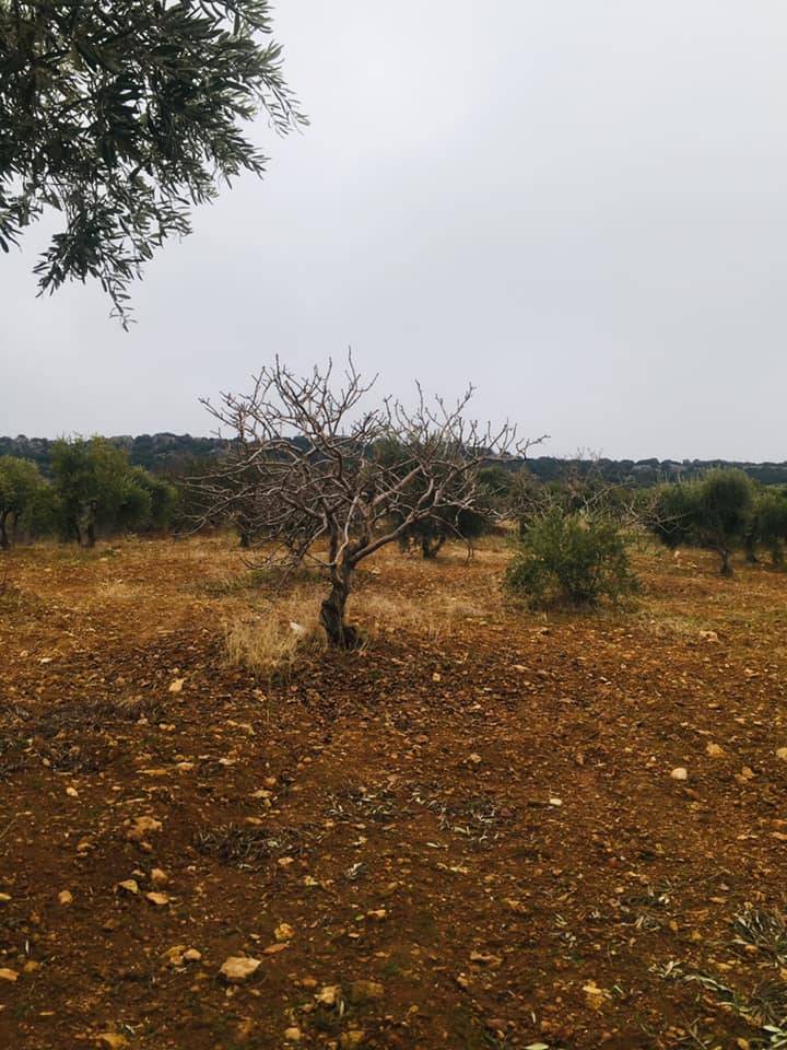 Nizip Salkım Köyü Resimleri 3