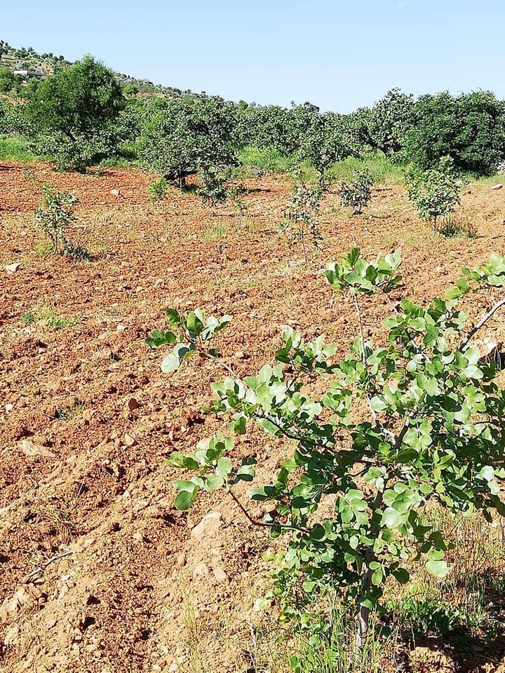 Nizip Salkım Köyü Resimleri 7