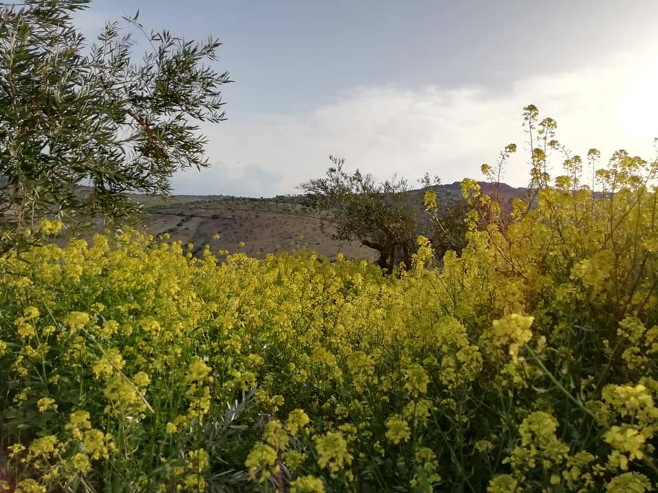 Nizip Tatlıcak Köyü Resimleri 6