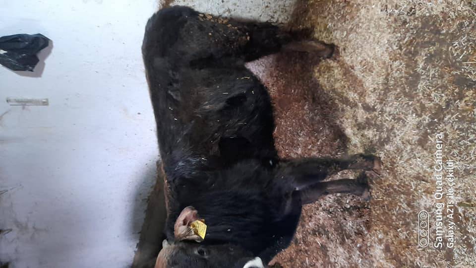 Battalgazi Bağtepe Köyü Resimleri 2