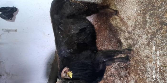 Battalgazi Bağtepe Köyü Resimleri