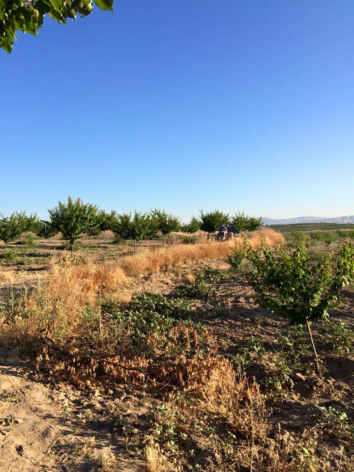 Battalgazi Çolakoğlu Köyü Resimleri 3