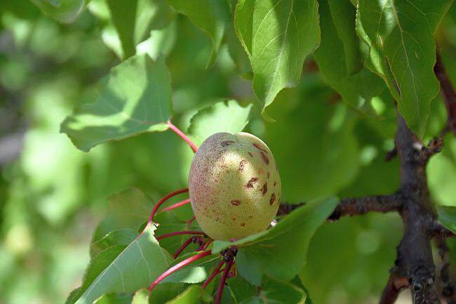 Battalgazi Çolakoğlu Köyü Resimleri 4