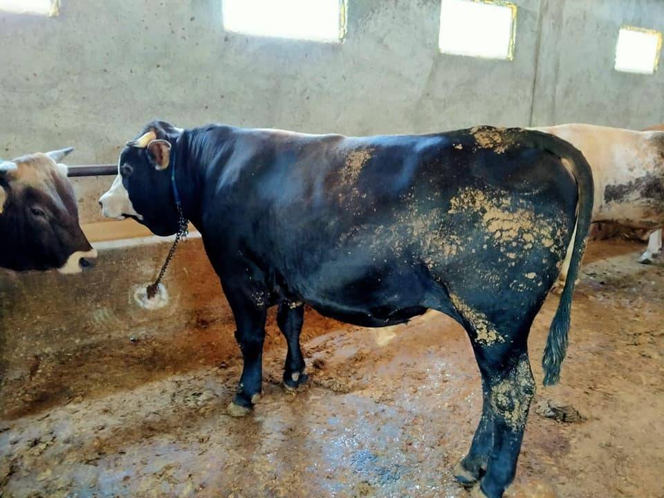 Battalgazi Çolakoğlu Köyü Resimleri 9