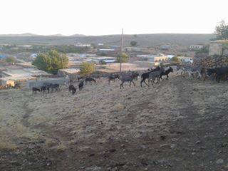 Derik Düztaş Köyü Resimleri 1