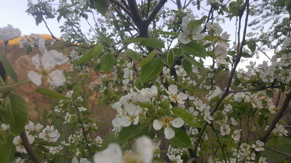Sason Dörtbölük Köyü Resimleri 6