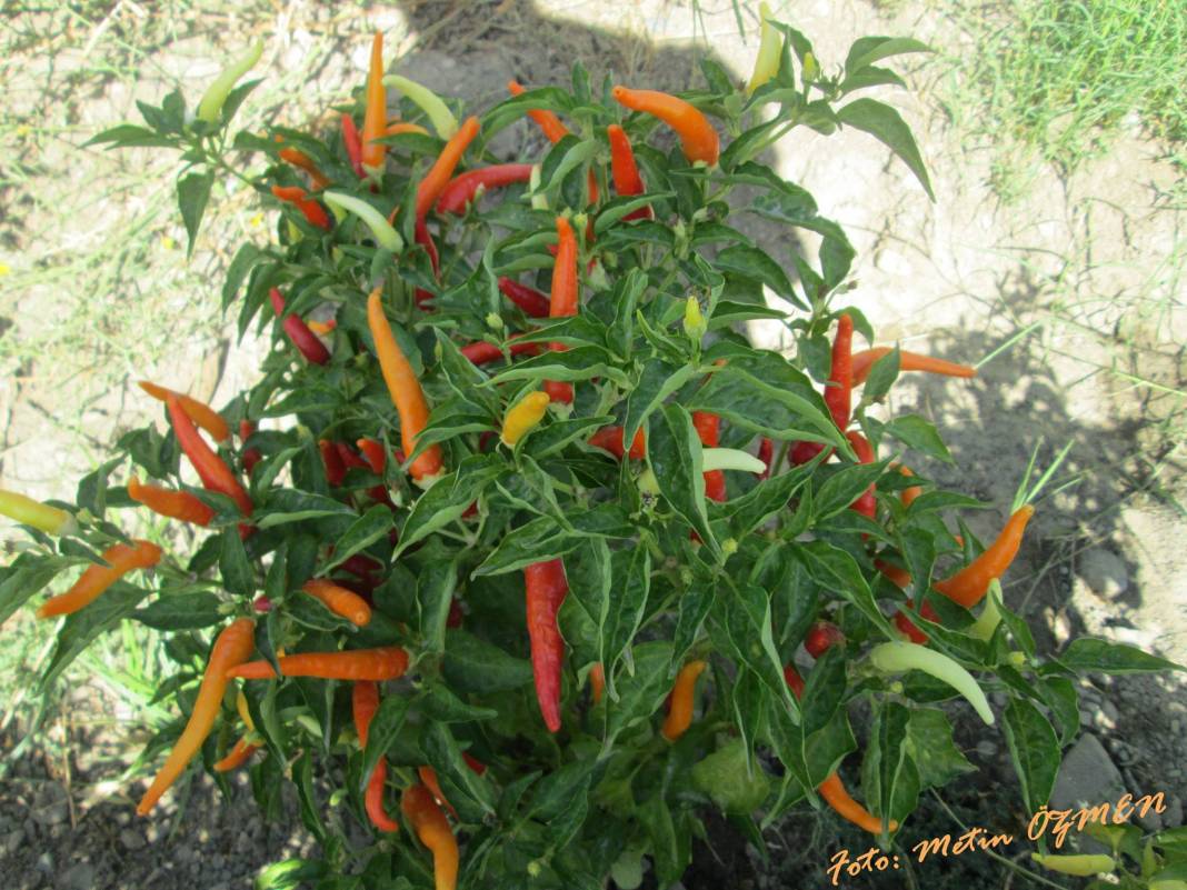 Sason Kilimli Köyü Resimleri 2