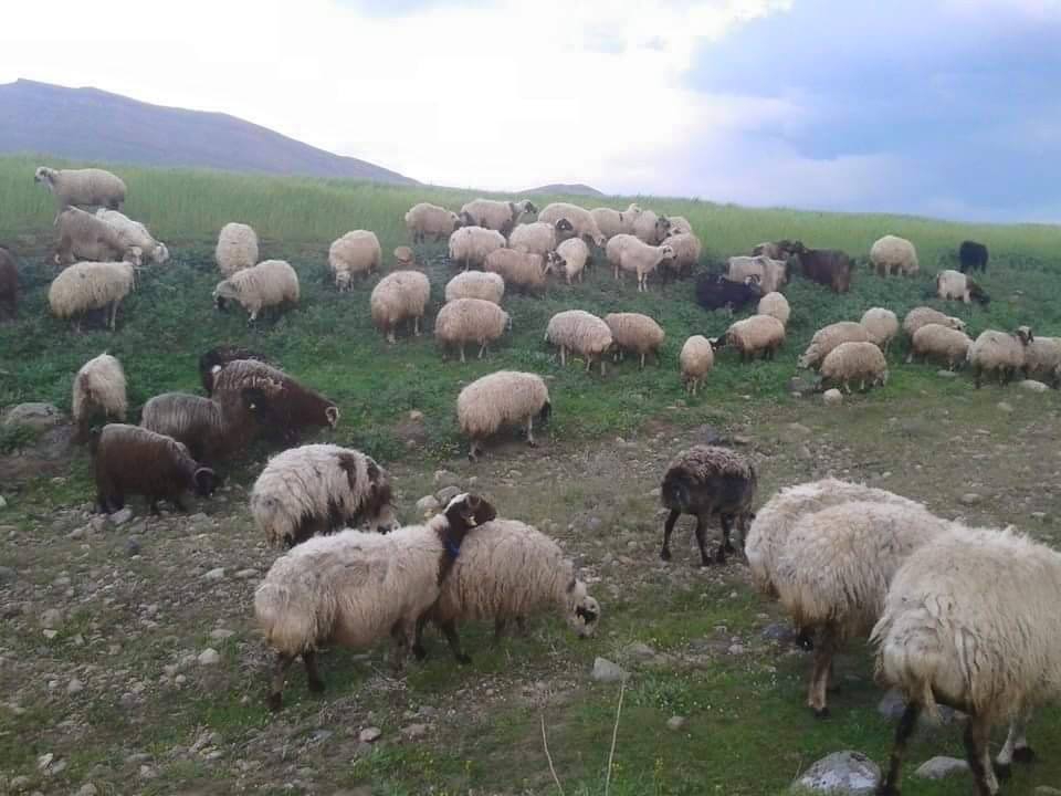 Derik Ilıca Köyü Resimleri 1