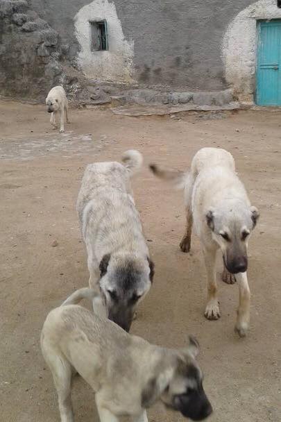 Derik Ilıca Köyü Resimleri 4