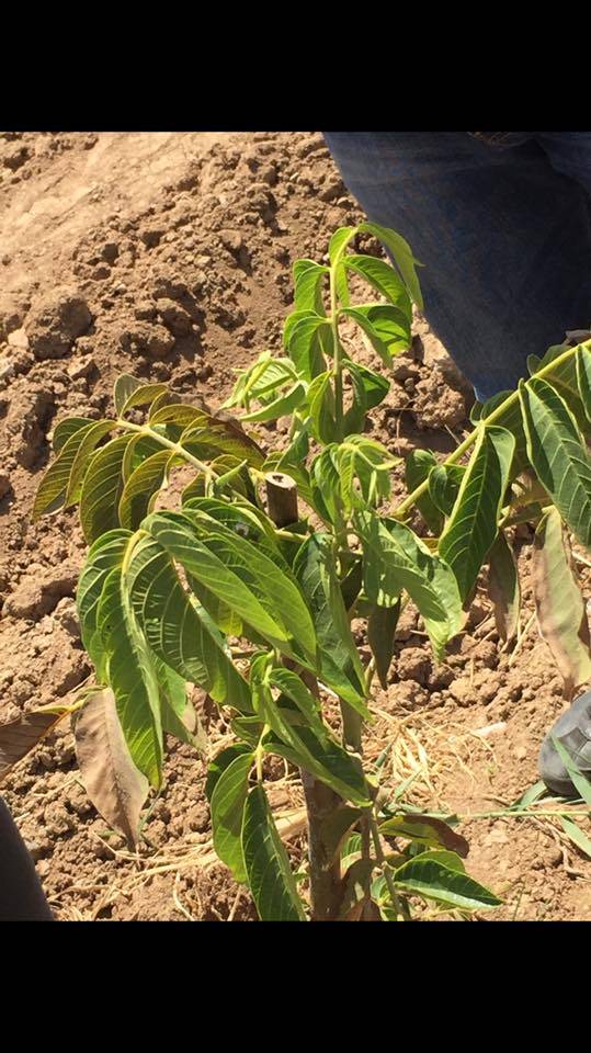 Batman Demirlipınar Köyü Resimleri 5