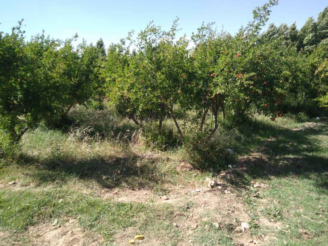 Nizip Uluyatır Köyü Resimleri 10