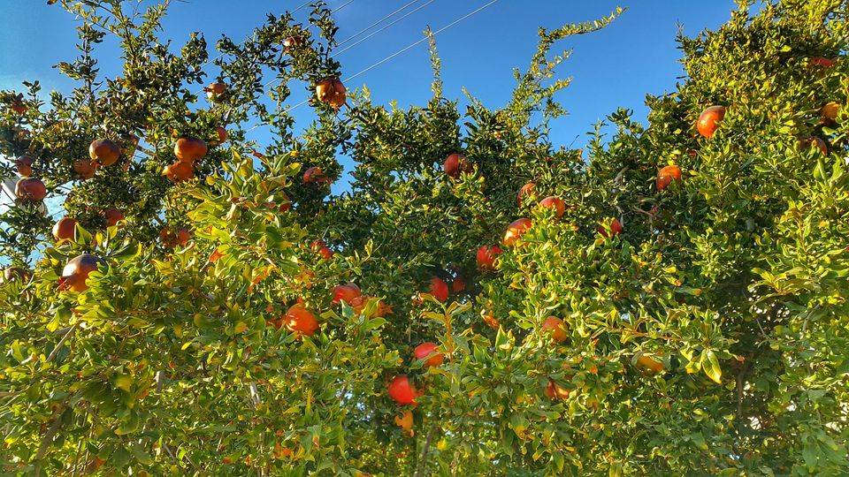 Nizip Akçakent Köyü Resimleri 2
