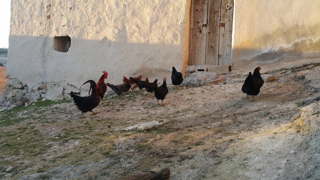 Nizip Akkuyu Köyü Resimleri 2