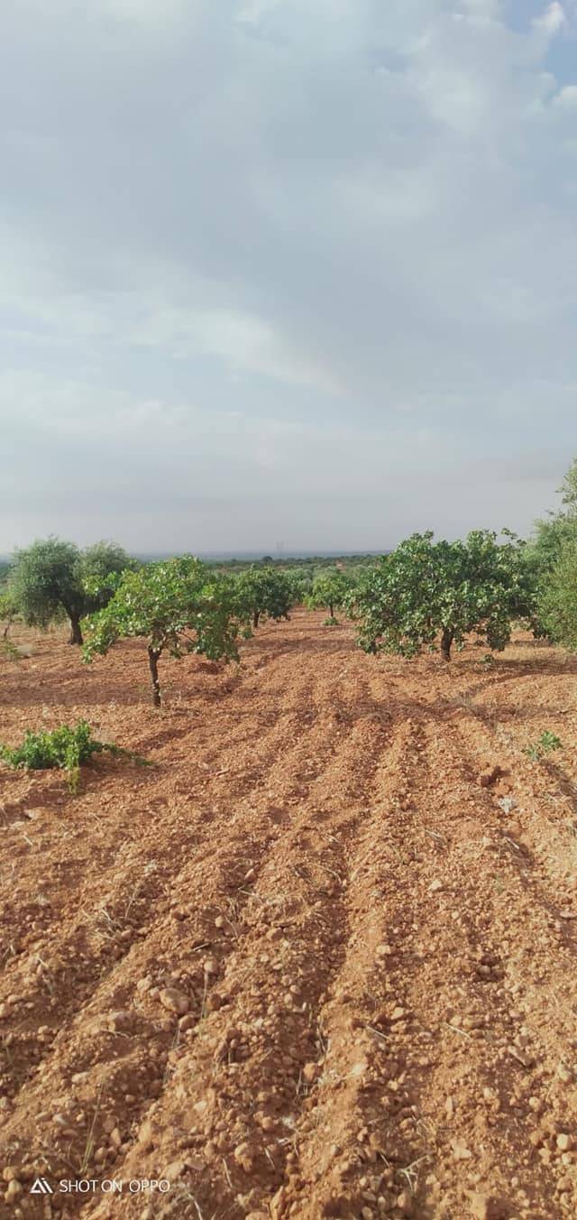 Nizip Akkuyu Köyü Resimleri 5